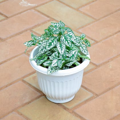 Buy Hypoestes / Polka Dot White in 7 Inch White Olive Plastic Pot Online | Urvann.com