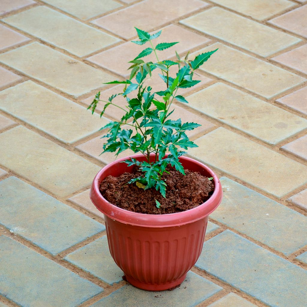 Neem in 7 Inch Terracotta Red Olive Plastic Pot