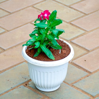 Buy Periwinkle / Sadabahar / Vinca Pink in 7 Inch White Olive Plastic Pot Online | Urvann.com