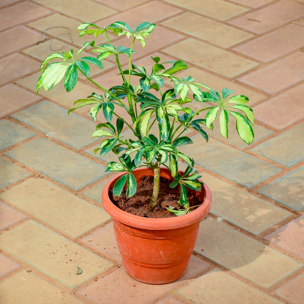 Schefflera Variegated (~ 1 Ft) in 7 Inch Red Premium Orchid Round Plastic Pot