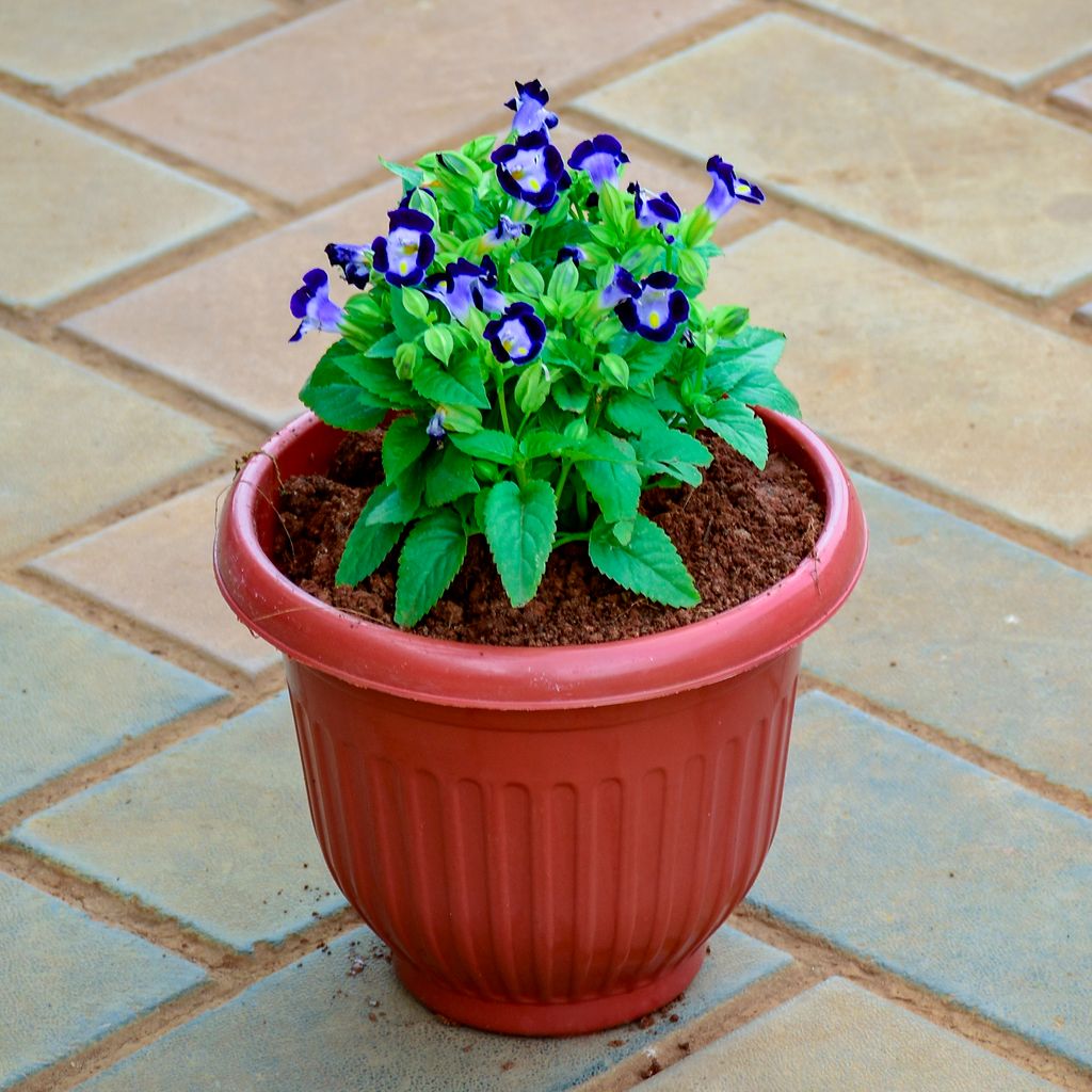 Torenia / Wishbone Blue in 7 Inch Terracotta Red Olive Plastic Pot