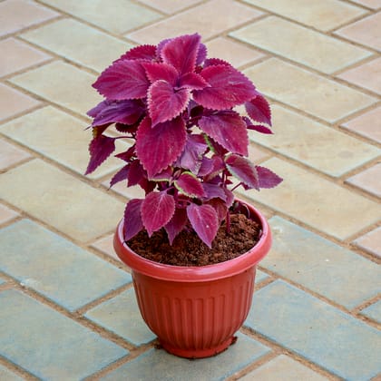 Buy Coleus Red (~ 1 Ft) in 7 Inch Terracotta Red Olive Plastic Pot Online | Urvann.com