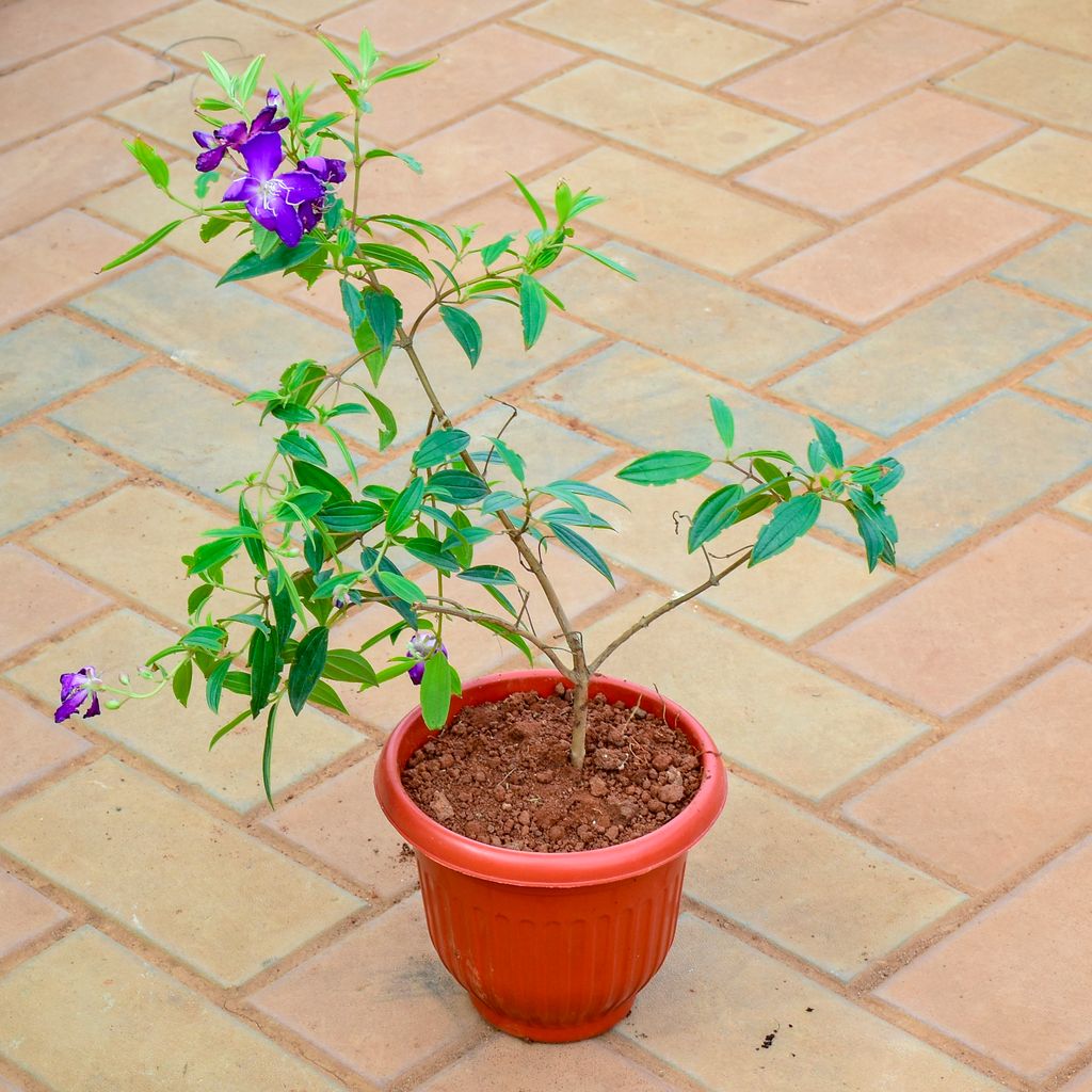 Begum Bahar (~ 1 Ft) (Any Colour) in 7 Inch Terracotta Red Olive Plastic Pot