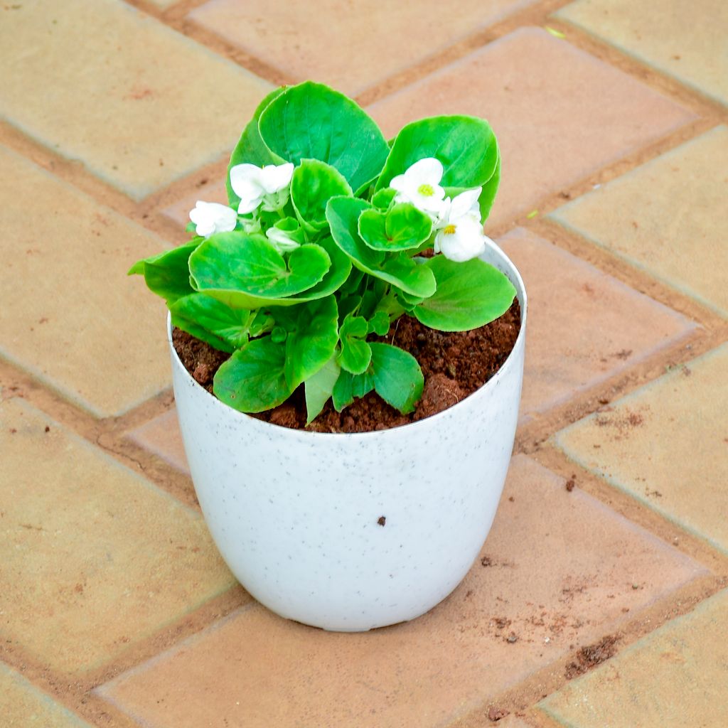 Begonia White in 5 Inch White Premium Orchid Round Plastic Pot