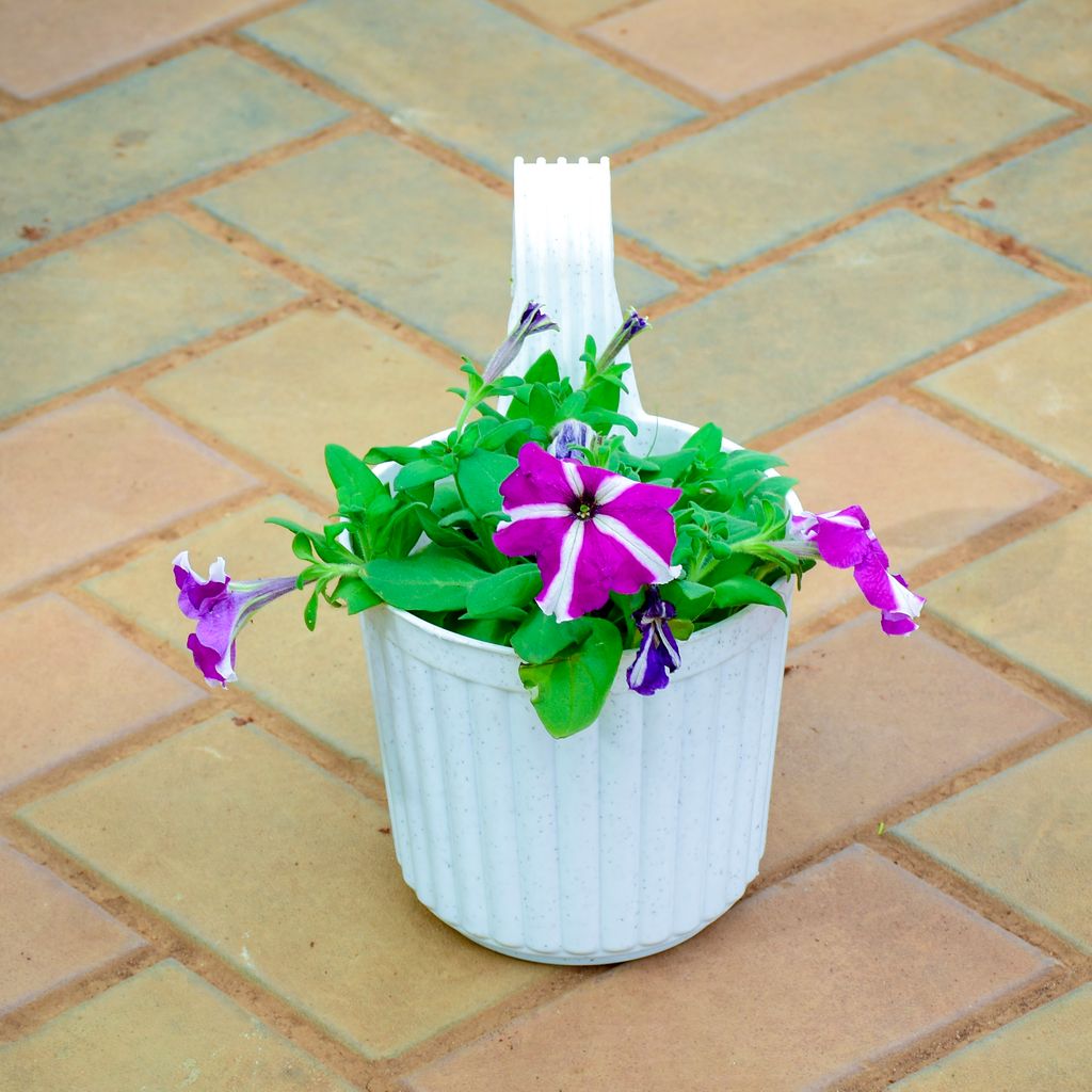 Petunia (Any Pattern) in 6 Inch White Railing Single Hook Hanging Plastic Pot