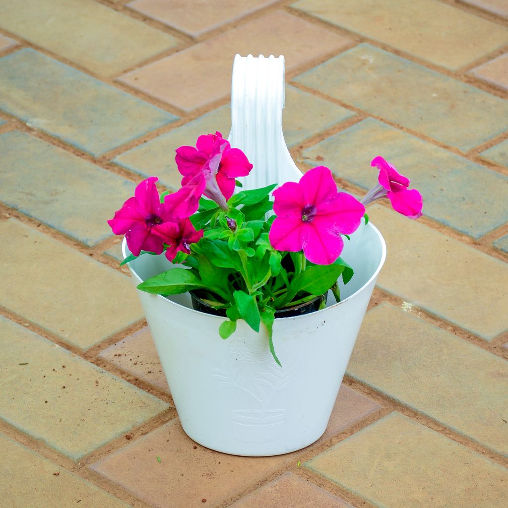 Petunia Pink in 7 Inch White Single Hook Hanging Plastic Pot