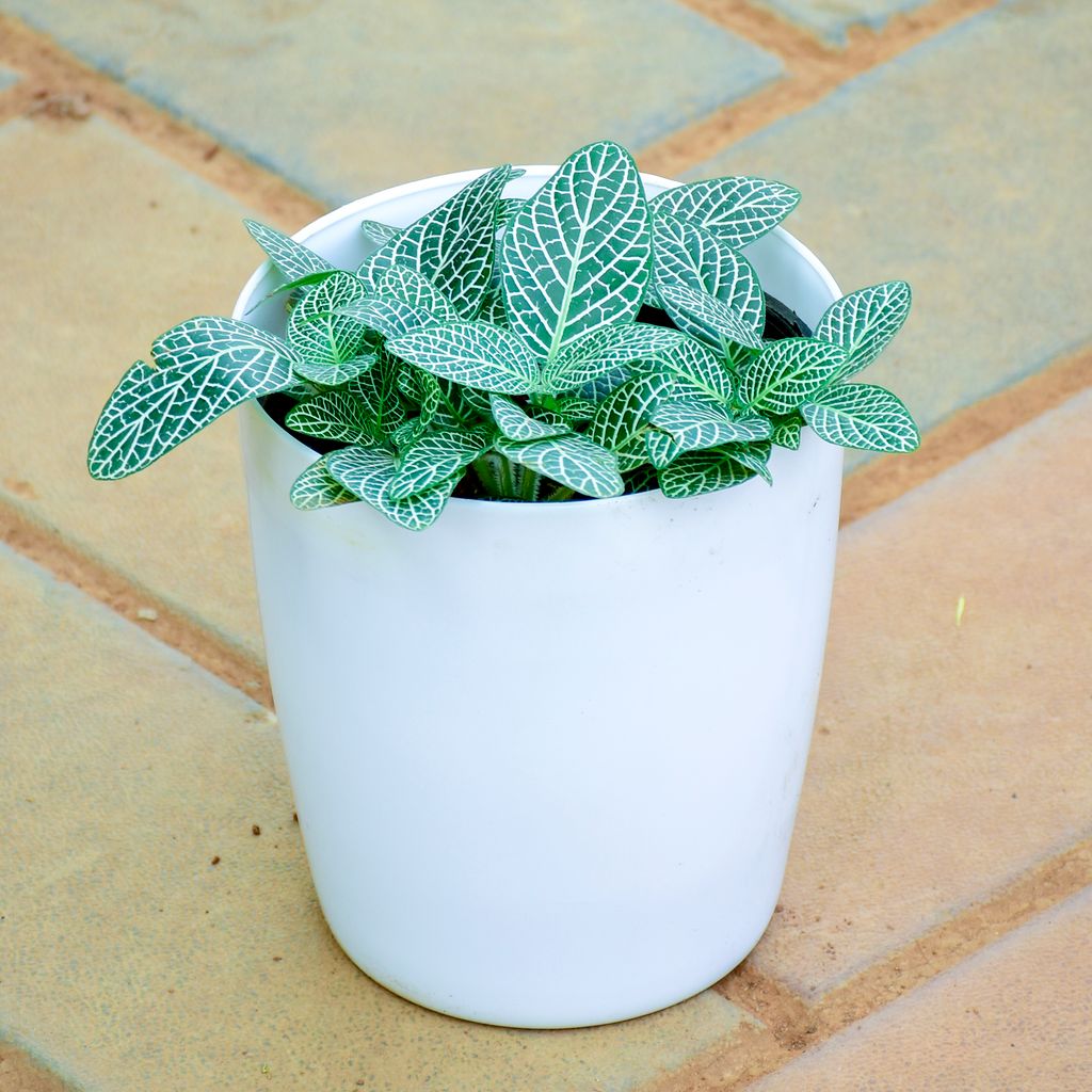 Fittonia / Nerve Plant Green in 5 Inch White Elegance Sphere Plastic Pot