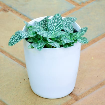 Buy Fittonia / Nerve Plant Green in 5 Inch White Elegance Sphere Plastic Pot  Online | Urvann.com