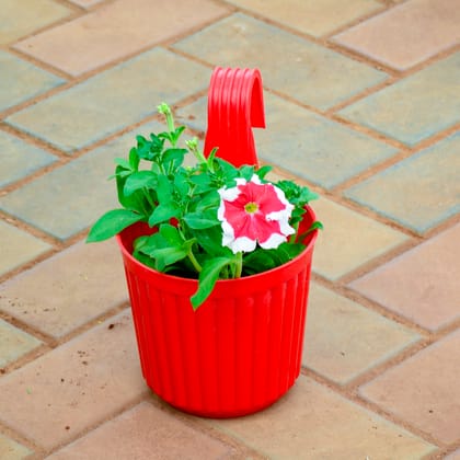 Buy Petunia (Any Pattern) in 6 Inch Red Railing Single Hook Hanging Plastic Pot Online | Urvann.com