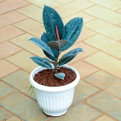 Buy Rubber Black (~ 1 Ft) in 7 Inch White Olive Plastic Pot Online | Urvann.com