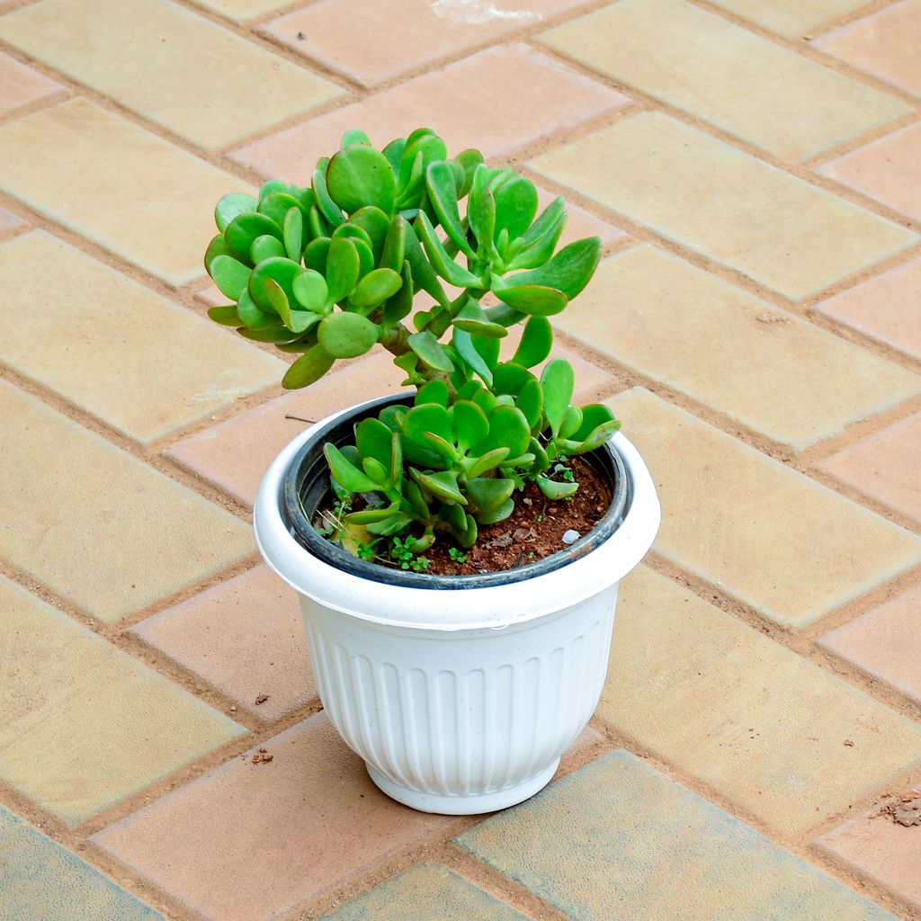 Crassula Bonsai in 7 Inch White Olive Plastic Pot