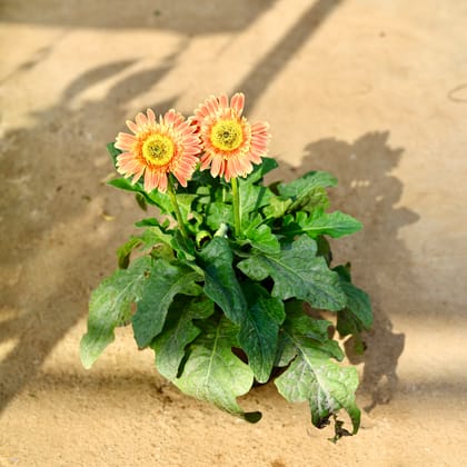 Buy Gerbera (Any Colour) in 8 Inch Nursery Pot Online | Urvann.com