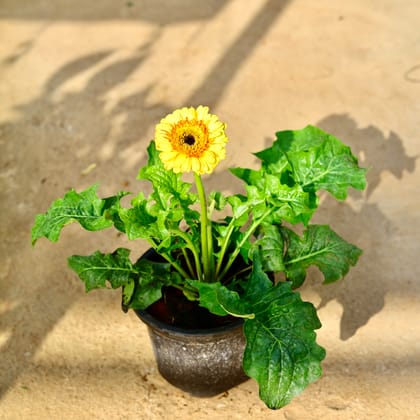 Buy Gerbera (Any Colour) in 8 Inch Nursery Pot Online | Urvann.com