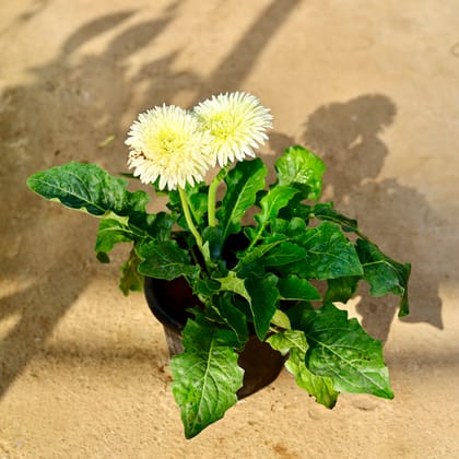 Buy Gerbera (Any Colour) in 8 Inch Nursery Pot Online | Urvann.com