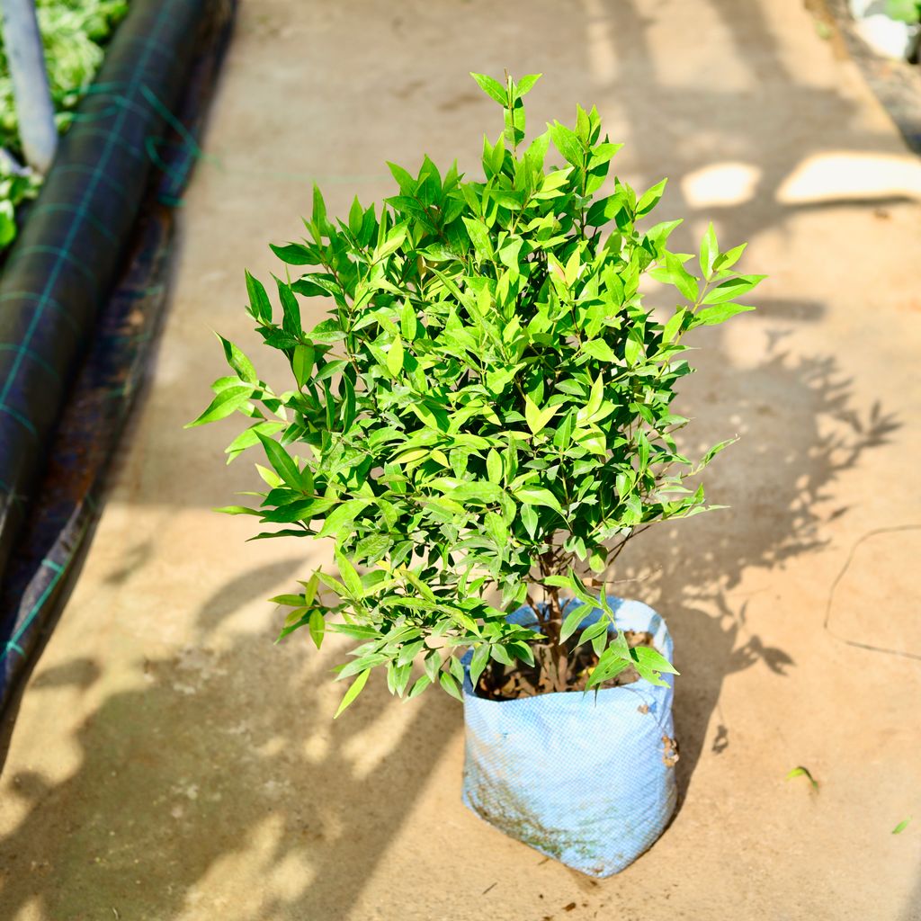 Syzygium / Christina Ficus Pink in 10 Inch Nursery Bag