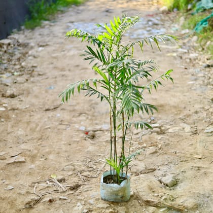 Buy Cane Palm (~ 4 Ft) in 10 Inch Nursery Bag Online | Urvann.com