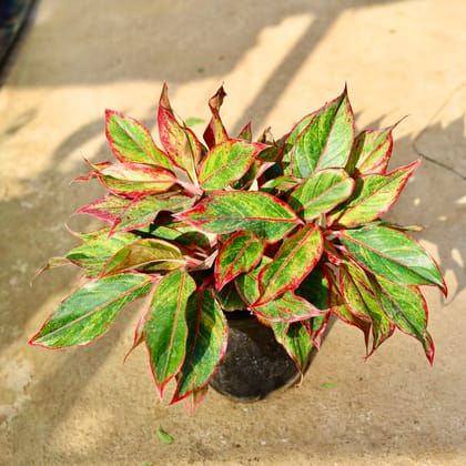 Buy Aglaonema Lipstick in 8 Inch Nursery Pot Online | Urvann.com