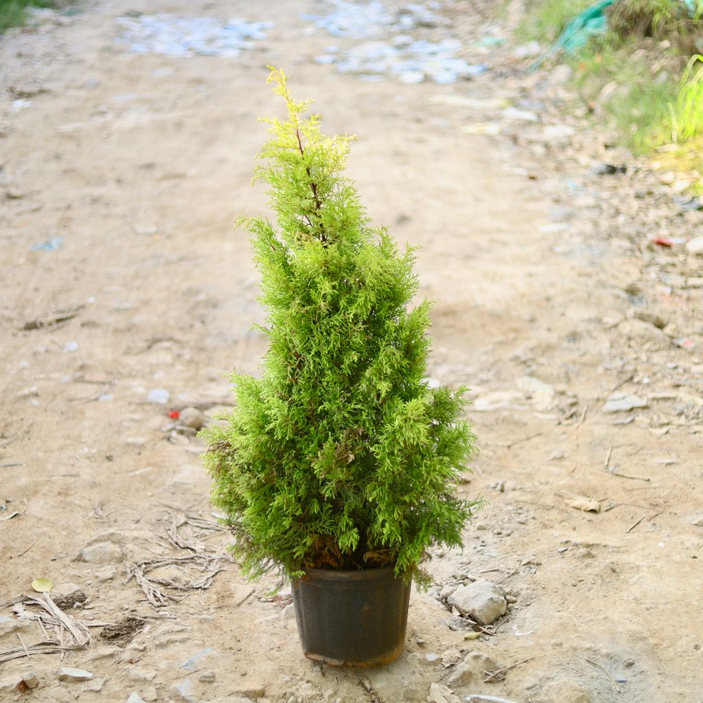 Cypress Golden (~ 3 Ft) in 12 Inch Nursery Pot