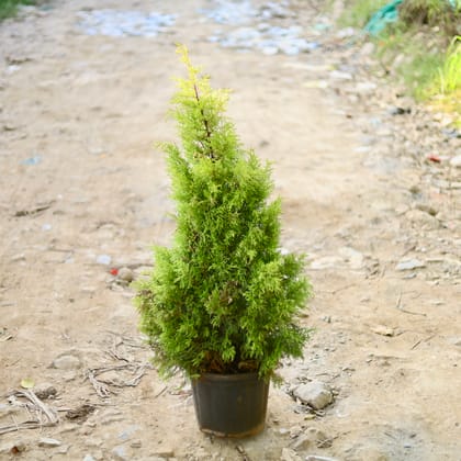 Buy Cypress Golden (~ 3 Ft) in 12 Inch Nursery Pot Online | Urvann.com