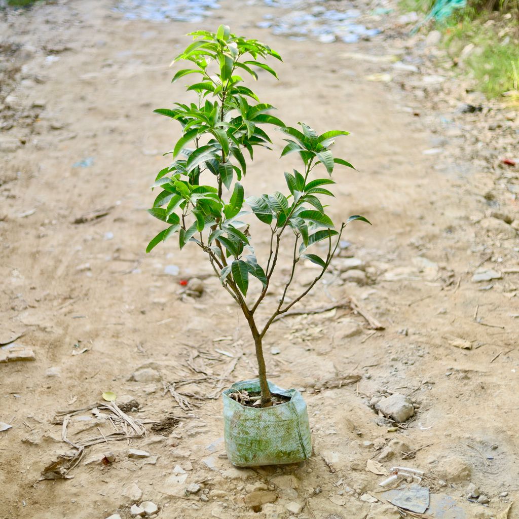 Thai Mango All Season in 10 Inch Nursery Bag