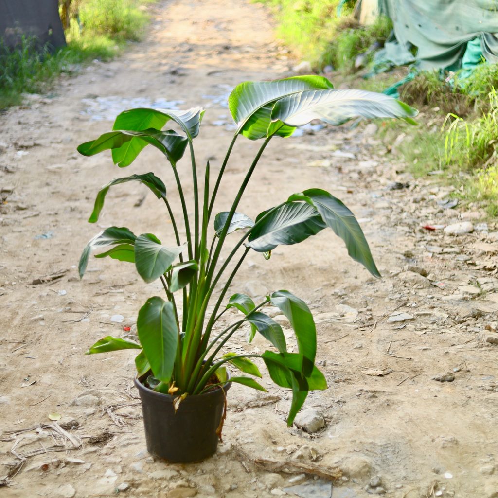 Bird of Paradise (Any Colour) (~ 4 Ft) in 14 Inch Nursery Pot