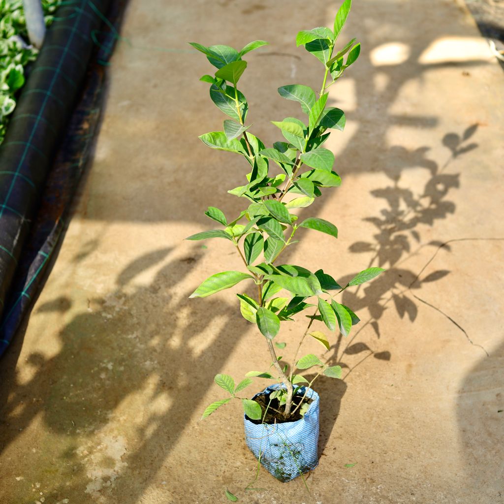 Gandhraaj / Gardenia (Any Colour) (~2 Ft) in 8 Inch Nursery Bag