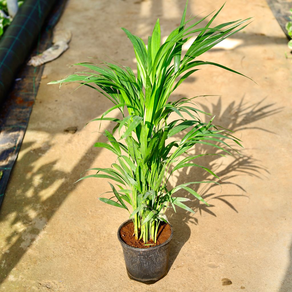 Areca Palm in 6 Inch Nursery Pot