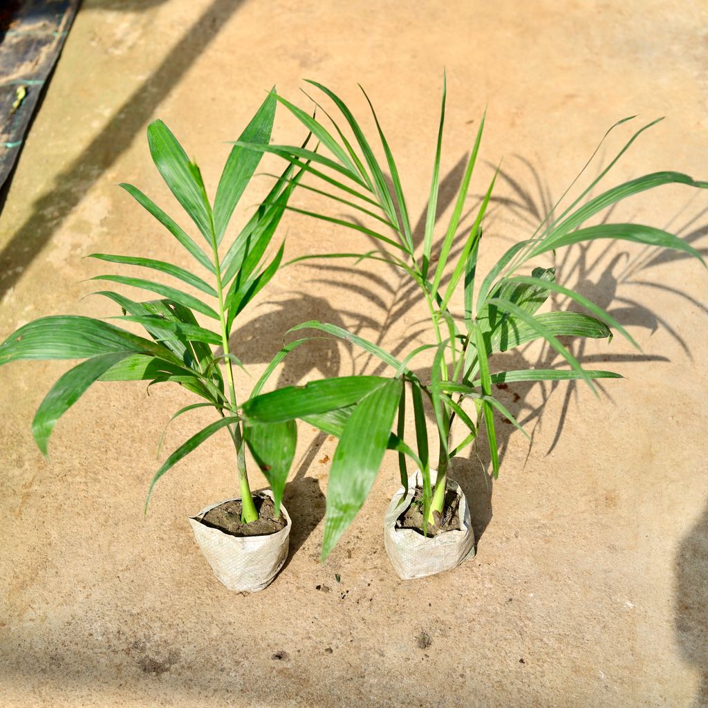 Set of 2 - Bamboo / Cane Palm in 5 Inch Nursery Bag