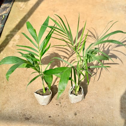 Buy Set of 2 - Bamboo / Cane Palm in 5 Inch Nursery Bag Online | Urvann.com