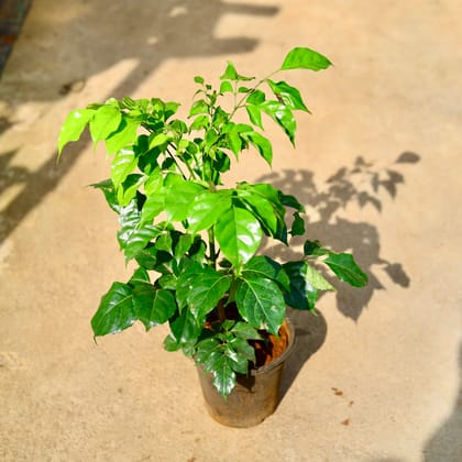 Buy China Doll / Radermachera in 6 Inch Nursery Pot Online | Urvann.com