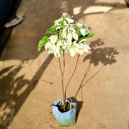 Buy Mussaenda (Any Colour) in 8 Inch Nursery Bag Online | Urvann.com