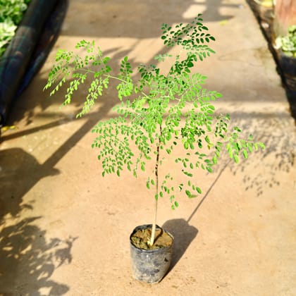 Buy Drumstick / Paijon/ Moringa/ Sehjan (~ 3 Ft) in 8 Inch Nursery Pot Online | Urvann.com