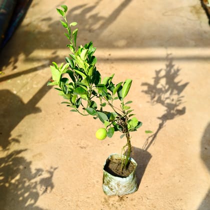 Buy Nimbu / Lemon Plant (~ 2 Ft) in 8 Inch Nursery Bag Online | Urvann.com