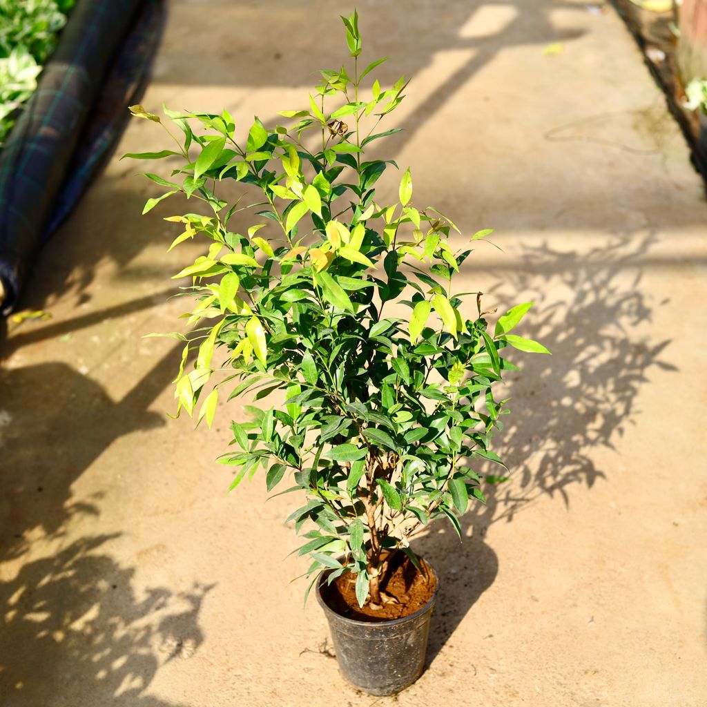 Syzygium / Christina Ficus (~ 2 Ft) in 6 Inch Nursery Pot