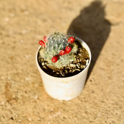 Buy Texas Nipple Cactus in 3 Inch Nursery Pot Online | Urvann.com