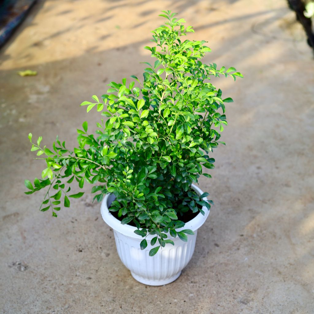 Madhu Kamini (Any Colour) in 10 Inch White Olive Plastic Pot