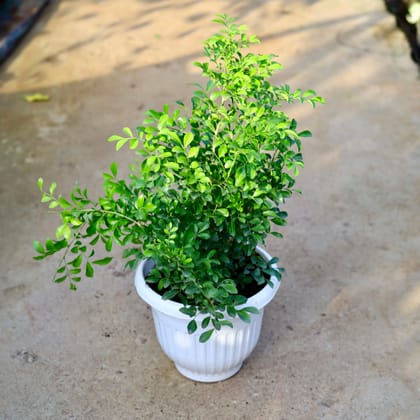 Buy Madhu Kamini (Any Colour) in 10 Inch White Olive Plastic Pot Online | Urvann.com