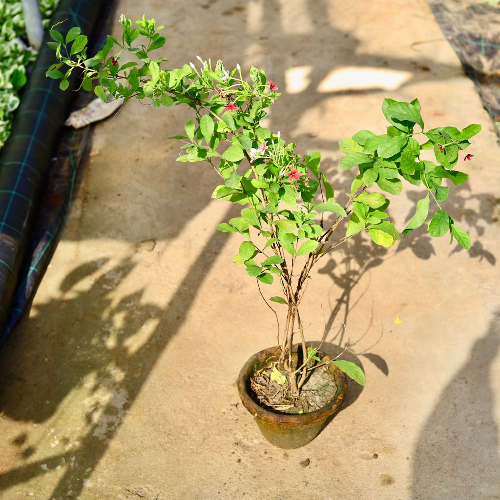 Madhu Malti / Rangoon Creeper (Any Colour) in 8 Inch Nursery Pot