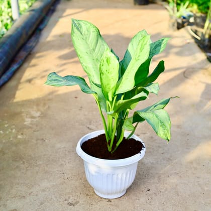 Buy Aglaonema Filipica in 10 Inch White Premium Orchid Round Plastic Pot Online | Urvann.com