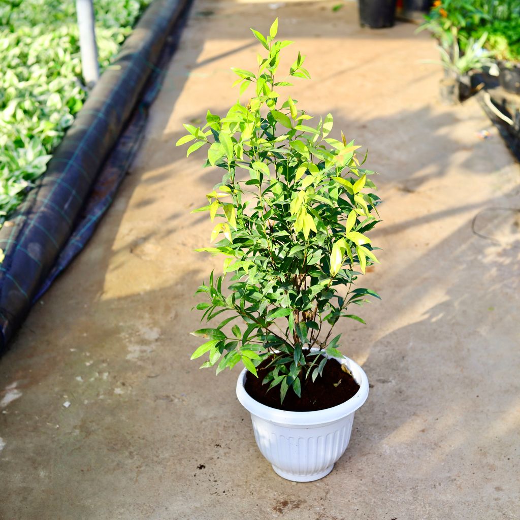 Syzygium / Christina Ficus in 10 Inch White Olive Plastic Pot