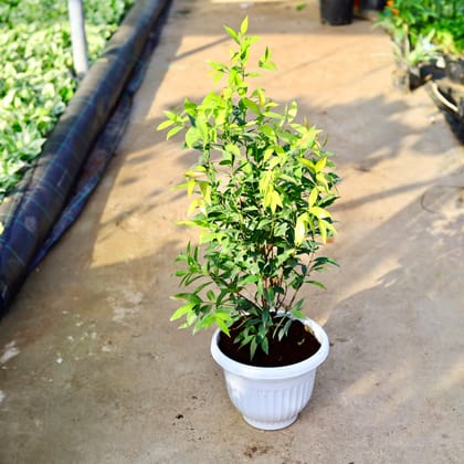 Buy Syzygium / Christina Ficus in 10 Inch White Olive Plastic Pot Online | Urvann.com