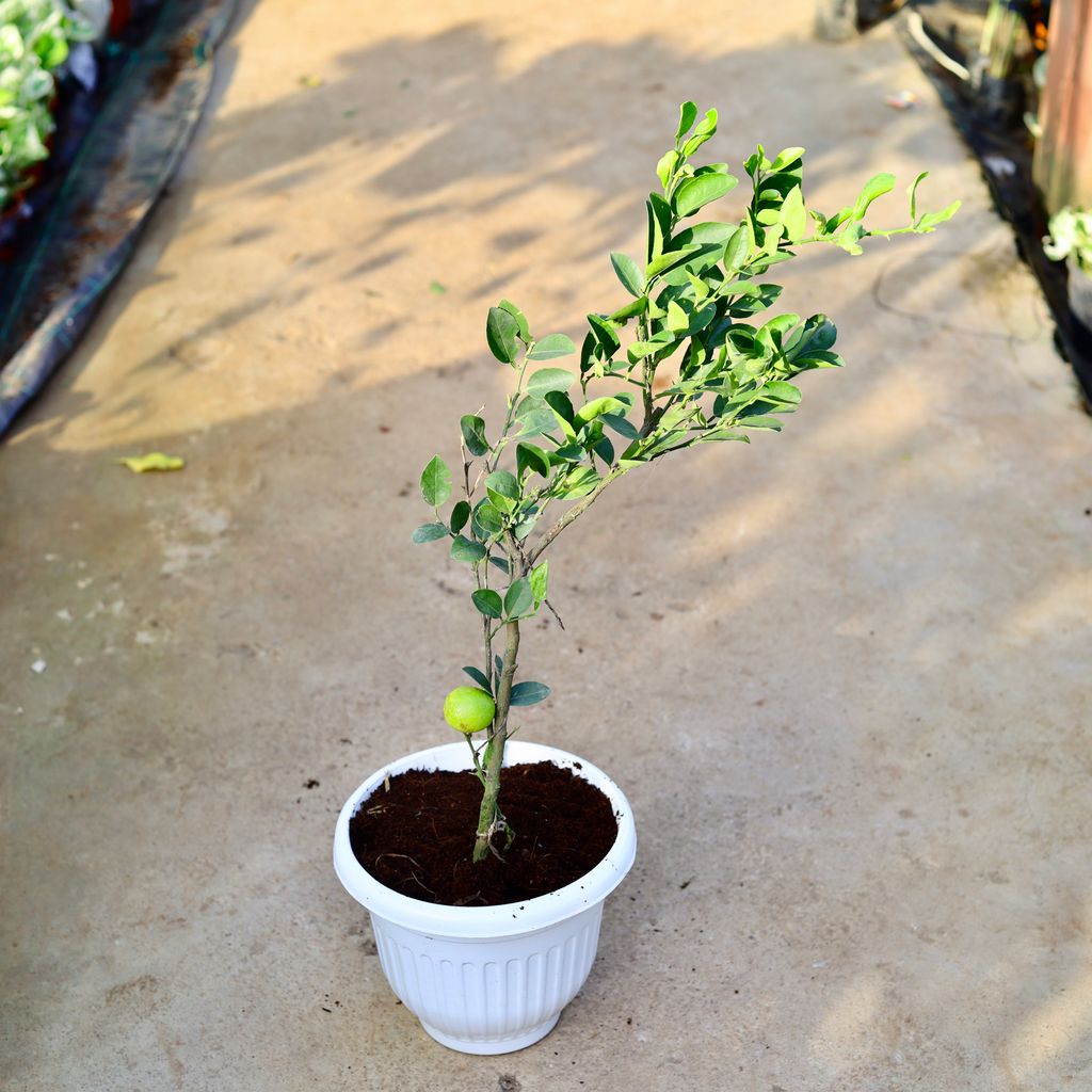 Nimbu / Lemon Plant in 10 Inch White Olive Plastic Pot