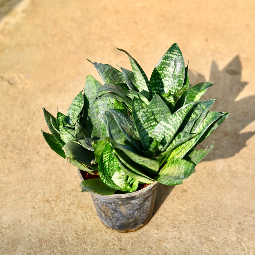 Snake Dwarf Green in 6 Inch Nursery Pot