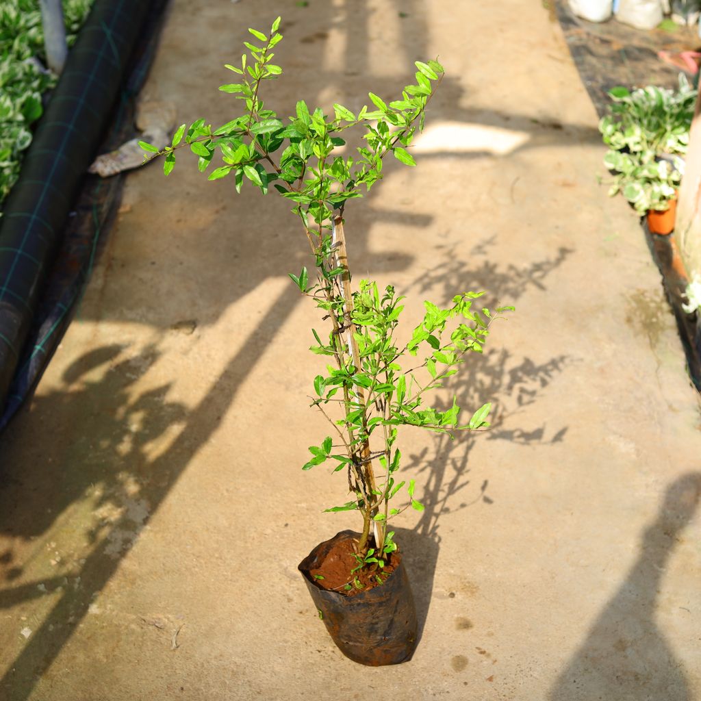 Anar / Pomegranate in 8 Inch Nursery Bag