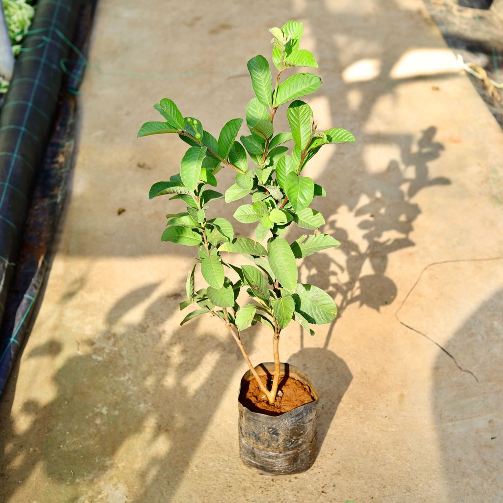 Amrood / Guava Red in 8 Inch Nursery Bag