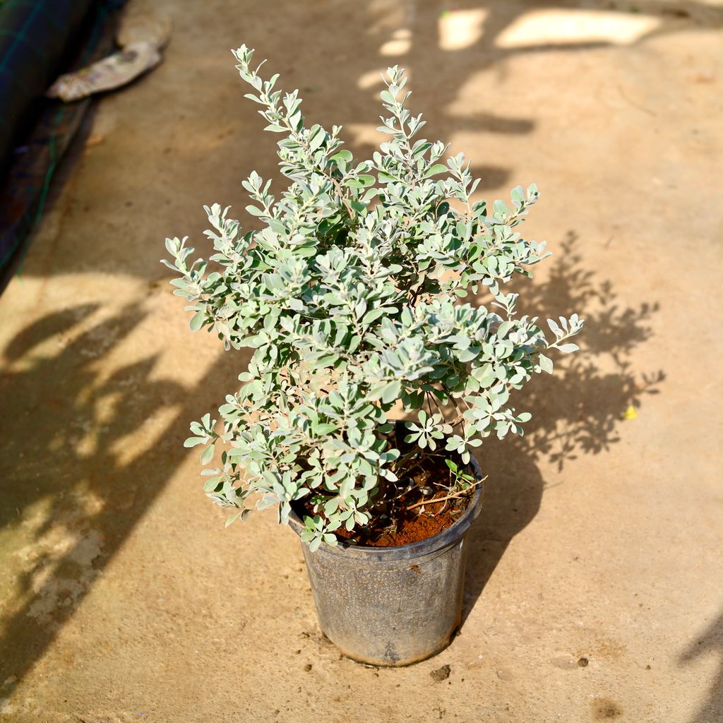 Nicodia / Nikotia in 8 Inch Nursery Pot