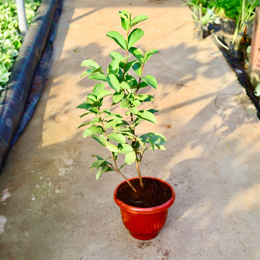 Amrood / Guava Red Taiwan in 10 Inch Terracotta Red Olive Plastic Pot