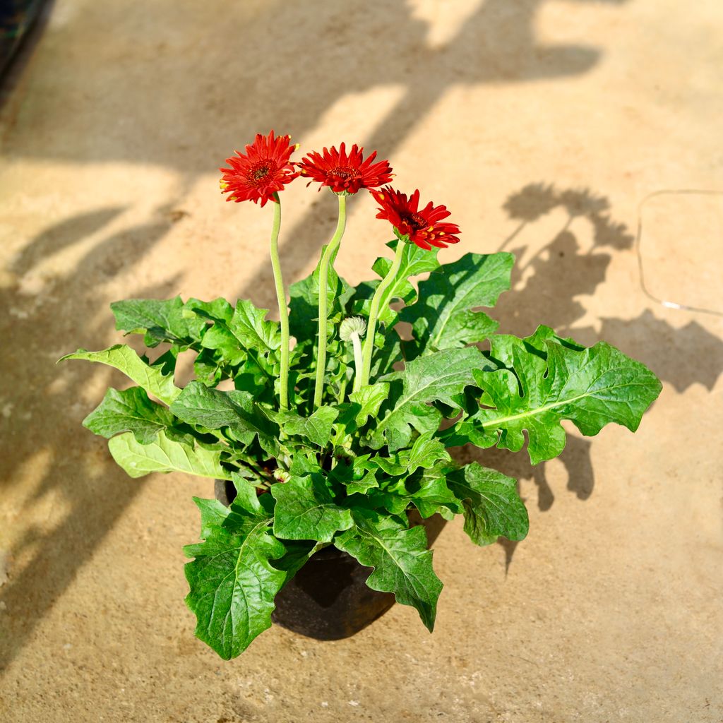 Gerbera (Any Colour) in 8 Inch Nursery Pot