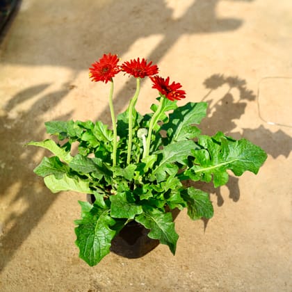 Buy Gerbera (Any Colour) in 8 Inch Nursery Pot Online | Urvann.com