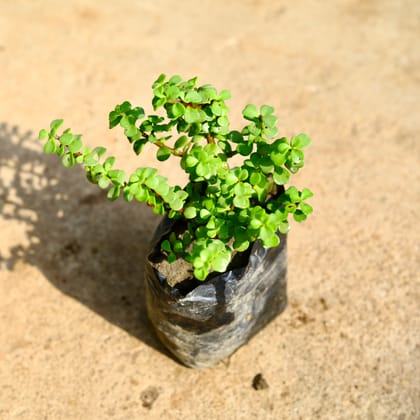 Buy Jade in 4 Inch Nursery Bag Online | Urvann.com